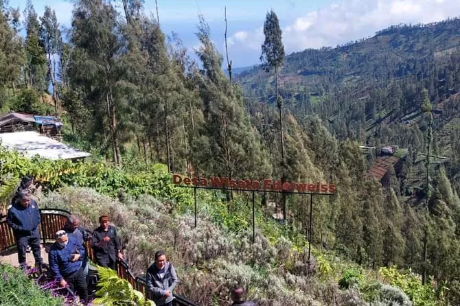 Taman Edelweiss Bromo, Wisata Edukasi-Konservasi Yang Kian Banyak ...