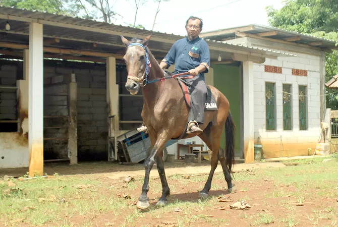 Seimbangkan Tubuh Dengan Polah Kuda Saat Belajar Menunggang Kuda ...