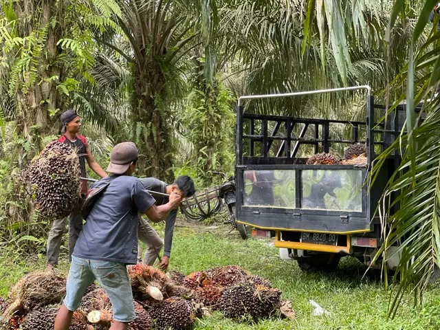 Harga Kelapa Sawit Mitra Plasma Di Riau Jadi Rp2.482 Per Kg, Ini ...