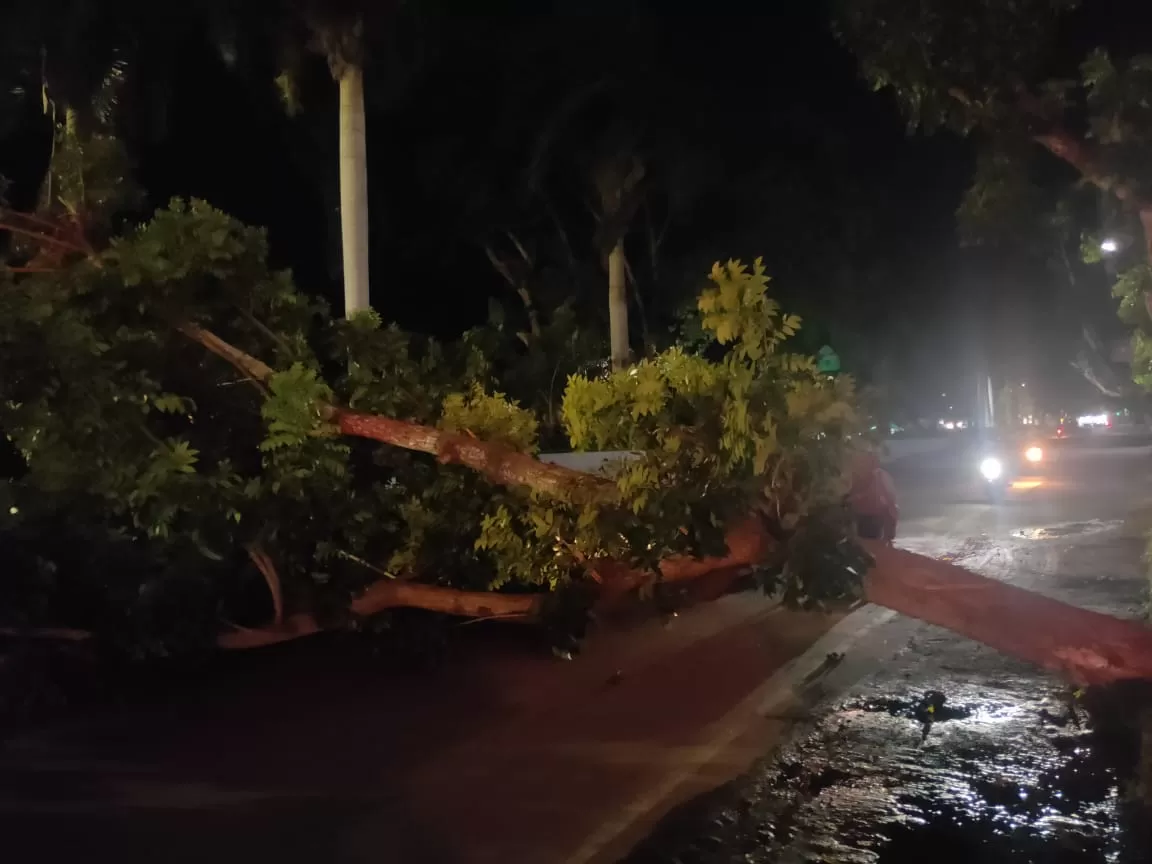 Foto : Akibat angin kencang, pohon besar yang menutupi akses jalan berukuran sekitar 15 meter di samping lampu merah di depan Makam Pahlawan, Pancor, Lombok Timur, tumbang, Senin, (21/2/22). 