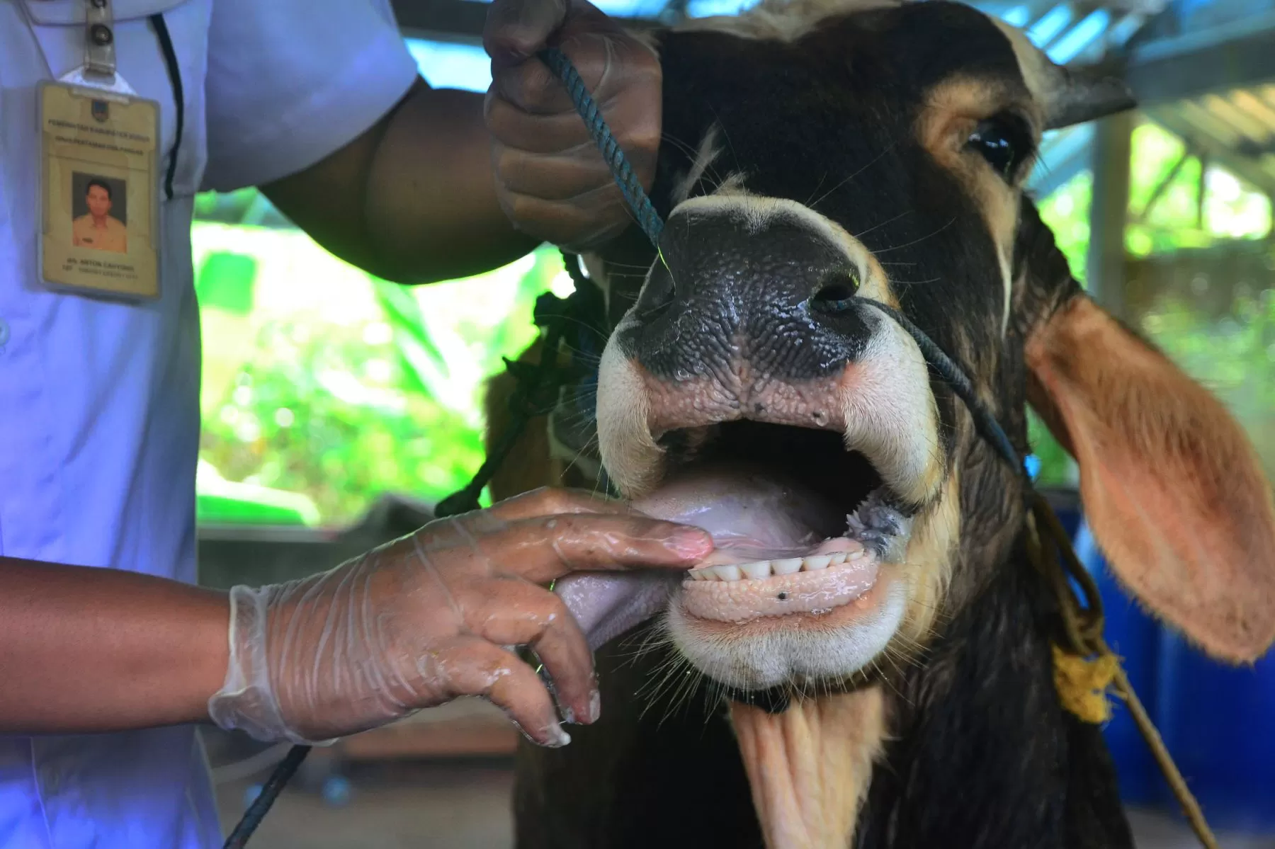 Foto : Dokter hewan memeriksa kesehatan hewan sapi di tempat peternakan (Foto : Istimewa?   