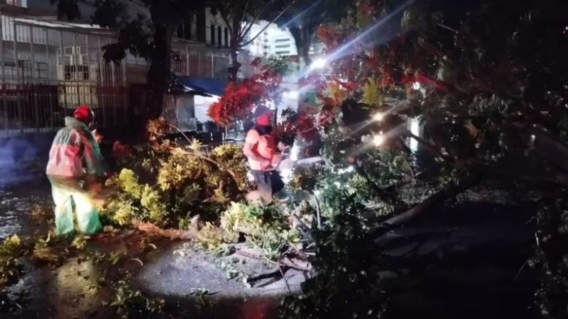 Sebuah pohon mahoni berukuran besar tumbang dan melintang di badan Jalan Robert Wolter Mongonsidi, RT 01 RW 04, Kelurahan Belakang Tangsi, Kecamatan Padang Barat, Sabtu (7/2/2026) malam sekitar pukul 21.50 WIB. (Dok. Pusdalops PB Padang)