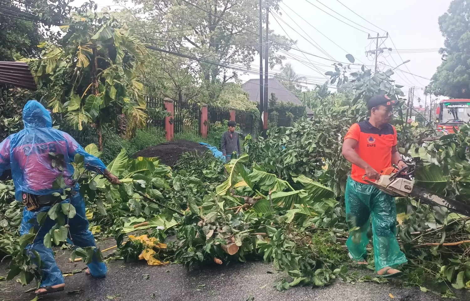 Pohon nangka setinggi 15 meter tumbang akibat hujan lebat disertai angin kencang di Jalan Raya Pertanian, Sungai Lareh, Kototangah, Padang, Sabtu pagi (18/4/2026). (Foto: BPBD Kota Padang)