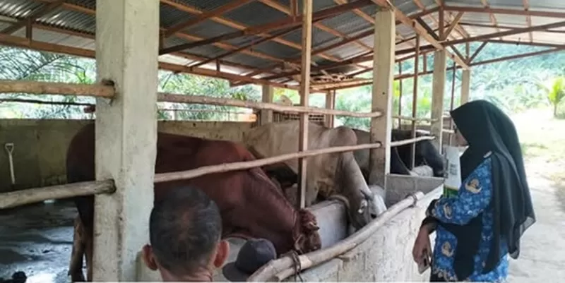 Pemerintah Kabupaten Solok Selatan meningkatkan kewaspadaan terhadap ancaman Penyakit Hewan Menular Strategis (PHMS) menjelang musim kurban.(Foto: Facebook Pemerintah Kabupaten Solok Selatan)