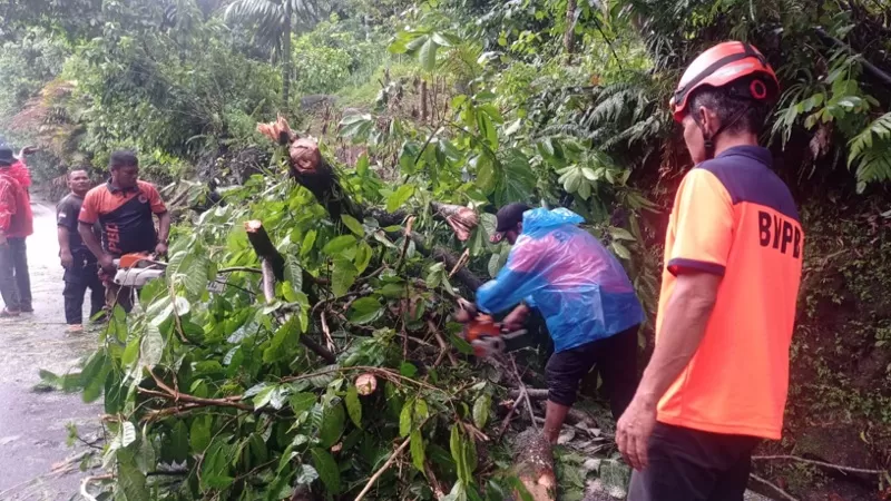 Tim Rescue PB BPBD Kota Padang melakukan evakuasi pohon Marapalam yang tumbang dan menutup total Jalan Raya Padang-Painan KM 15 di Kelurahan Gates, Jumat (15/5/2026), setelah hujan deras disertai angin kencang melanda wilayah tersebut. (Dok. Pusdalops PB)