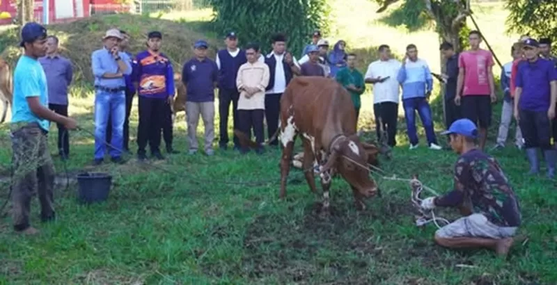Kegiatan penyembelihan hewan kurban  berlangsung di Ruang Terbuka Hijau (RTH) Mahkota Berlian, Komplek Kantor Bupati Sarilamak, Jumat (29/5/2026).