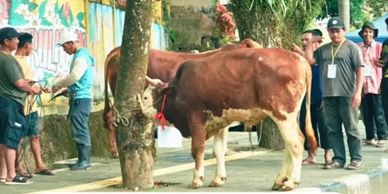 Pemerintah Kabupaten Solok Selatan menyiapkan sebanyak 47 ekor sapi dan tiga ekor kambing untuk kurban Idul Adha 2026. (Foto: Pemkab Pessel)