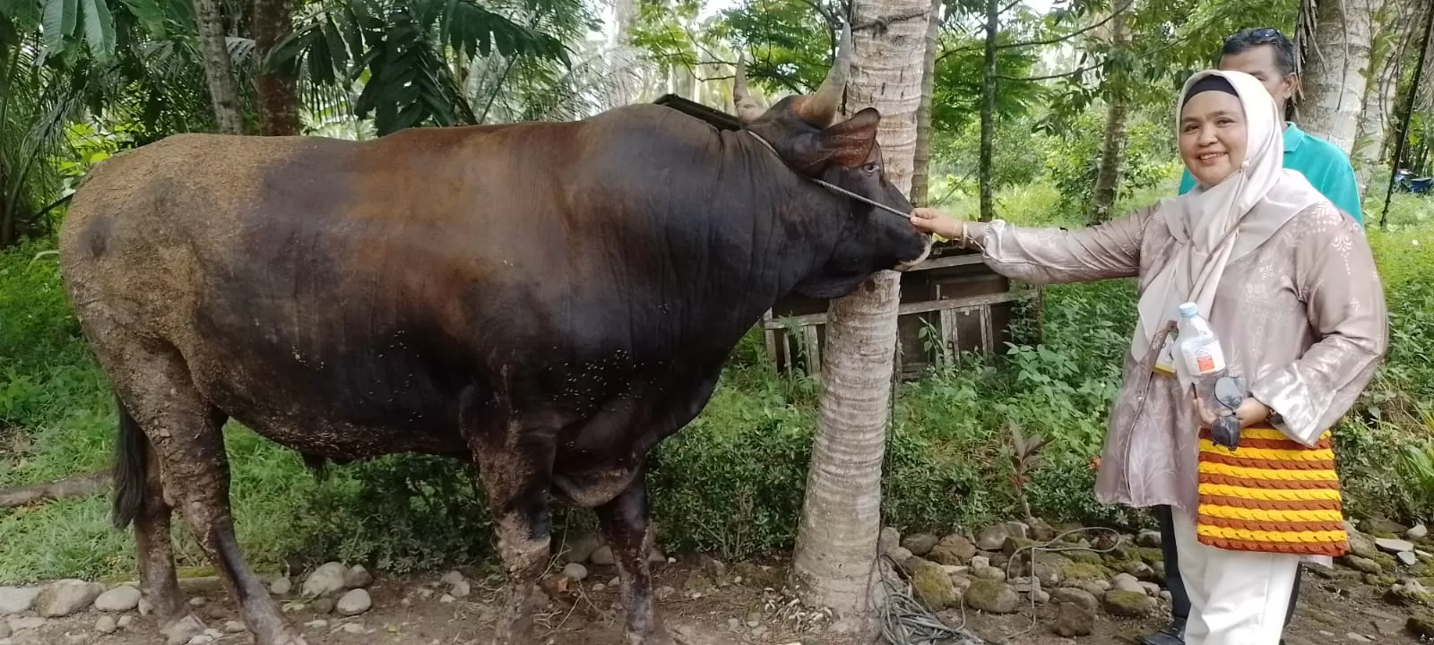  Kabupaten Padang Pariaman kembali menerima bantuan sapi kurban dari Presiden Republik Indonesia Prabowo Subianto pada momentum Hari Raya Iduladha 1447 Hijriah/2026 Masehi.  (Foto: Pemkab Padang Pariaman)