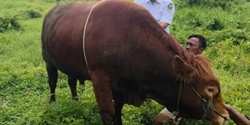 Sapi berbobot 882 kilogram milik seorang peternak di Kecamatan Sangir, Kabupaten Solok Selatan, terpilih menjadi hewan kurban Presiden Republik Indonesia untuk Iduladha 2026.  (Foto: Pemkab Solsel)