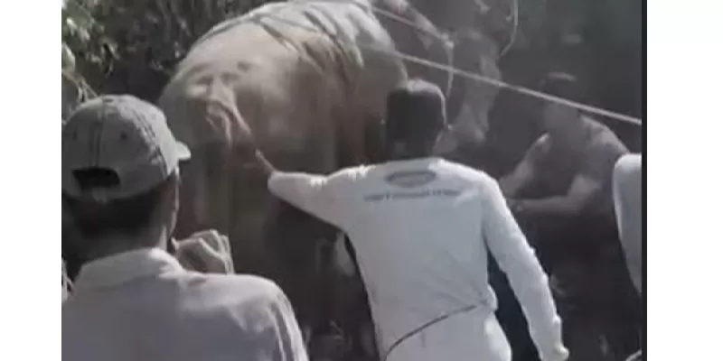 Penyembelihan sapi kurban di Masjid Infaqiyah, Jorong Bandar Rait, Kenagarian Baruah Gunuang, Kabupaten Limapuluh Kota, Kamis (28/5/2026). (Foto: Pemprov Sumbar)