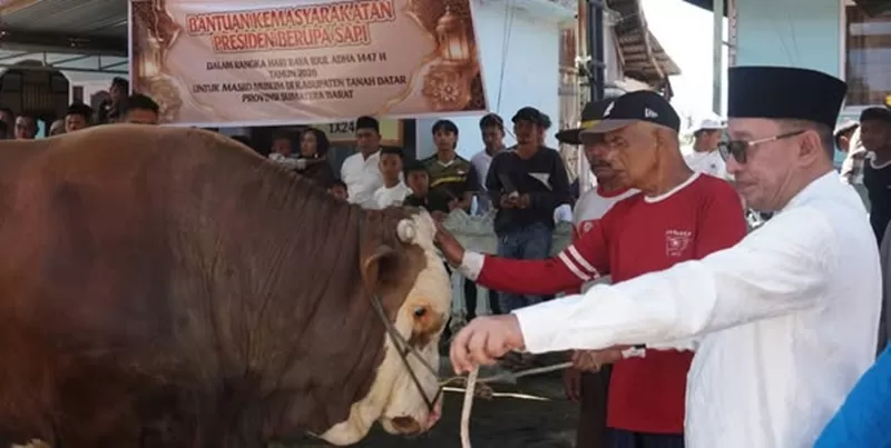 Bantuan kemasyarakatan Presiden RI Prabowo Subianto berupa sapi kurban jenis Simental dengan bobot mencapai 1,2 ton diserahkan kepada masyarakat Nagari Koto Baru, Kecamatan Sungai Tarab, Kabupaten Tanah Datar, Rabu (27/5/2026). (Foto: Pemkab Tanah Datar)