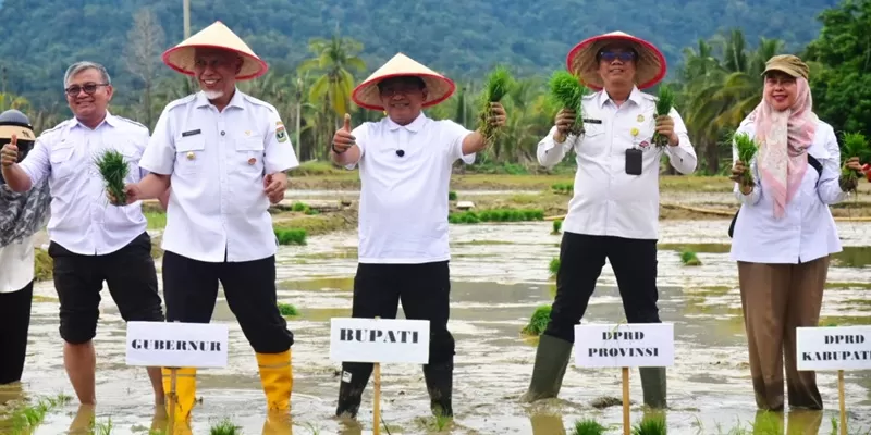 Pemerintah Kabupaten Padang Pariaman menggelar kegiatan tanam serentak di kawasan persawahan Tanah Taban, Rabu (13/5/2026), sebagai langkah percepatan pemulihan sektor pertanian pascabencana hidrometeorologi.  (Foto: Pemkab Padang Pariaman)