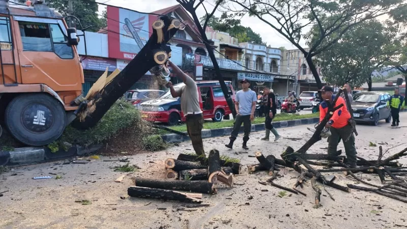Petugas BPBD Kota Padang bersama tim gabungan melakukan pembersihan pohon trembesi yang tumbang setelah ditabrak truk di Jalan Raya Padang-Solok, Kelurahan Bandar Buat, Kecamatan Lubuk Kilangan, Kamis (11/6/2026) pagi. Tidak ada korban jiwa dalam kejadian tersebut. (Dok. Pusdalops PB)