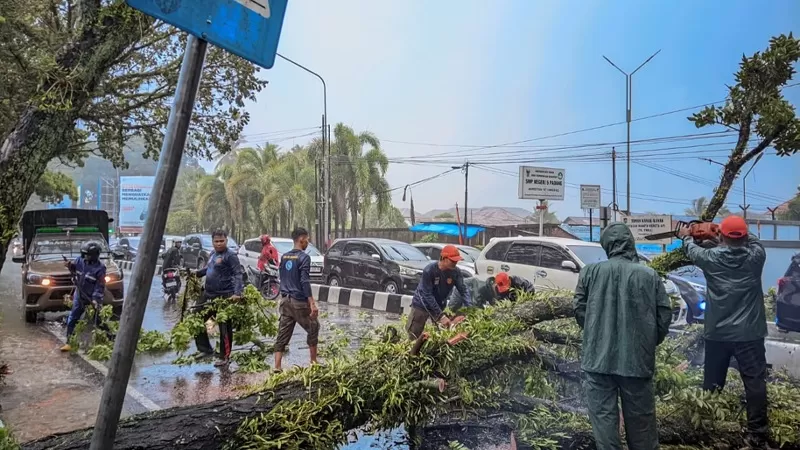 Petugas BPBD Kota Padang bersama unsur terkait memotong dan mengevakuasi pohon tumbang yang melintang di badan jalan kawasan Simpang Haru, Sabtu (5/7/2026). Pohon tumbang terjadi saat hujan disertai angin kencang, sehingga sempat mengganggu arus lalu lintas sebelum dilakukan penanganan oleh Tim Reaksi Cepat (TRC).