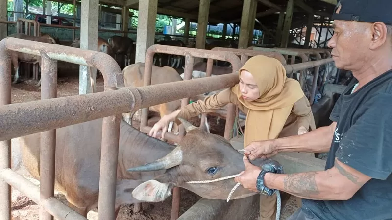 Petugas UPT Puskeswan Dinas Pertanian (Distan) Kota Padang melakukan vaksinasi PMK gratis terhadap hewan ternak sebagai langkah pencegahan penyebaran penyakit mulut dan kuku serta melindungi peternak dari potensi kerugian. (Dok. Distan)