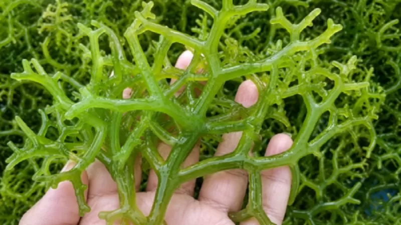 Universitas Andalas (UNAND) kembali menghadirkan inovasi di bidang kesehatan melalui pengembangan nanomaterial berbasis rumput laut lokal yang berpotensi menjadi antibiotik alternatif sekaligus terapi penyembuhan luka diabetes. (Foto: Unand)