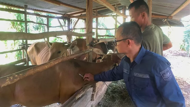 Pemerintah Kabupaten Solok Selatan menghadirkan inovasi pelayanan peternakan melalui program Veterinary Go Active Service atau Vet GAS. (Foto: Pemkab Solsel)