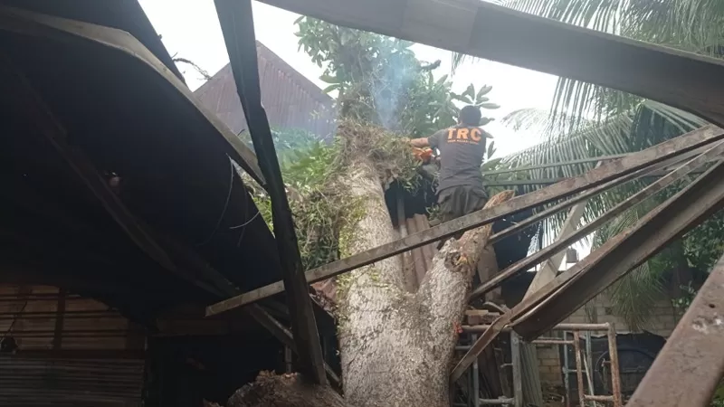 Pohon kuini dengan panjang sekitar 10 meter dan diameter 60 sentimeter tumbang menimpa rumah atau bengkel warga di Jalan Bandes, Kelurahan Kapalo Koto, Kecamatan Pauh, Kota Padang pada Rabu (12/8/2026) siang. (Dok. Pusdalops PB)