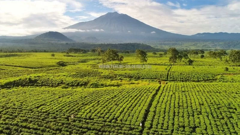  Pendakian Gunung Kerinci melalui jalur Kabupaten Solok Selatan kembali mencuri perhatian setelah enam orang pendaki dari komunitas Beyond Run berhasil menyelesaikan perjalanan menuju puncak hanya dalam waktu sekitar 30 jam.  (Foto: Pemkab Solsel)