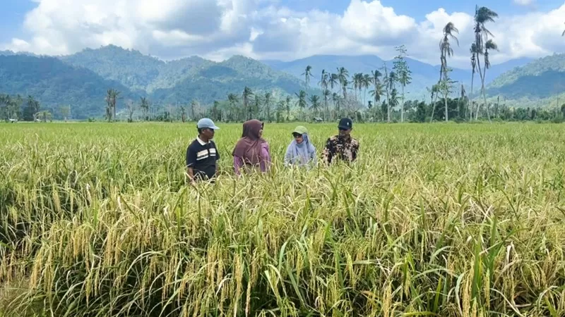 Sawah di Kabupaten Padang Pariaman, Kamis siang (27/8/2026). (Foto: Pemkab Padang Pariaman)