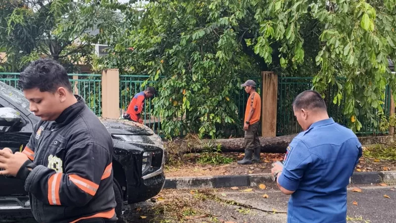 Petugas BPBD Kota Padang melakukan penanganan pohon pinus yang tumbang dan menimpa mobil di Jalan Batang Anai, Kelurahan Rimbo Kaluang, Kecamatan Padang Barat, Sabtu (19/9/2026) pagi. (Dok. Pusdalops PB)
