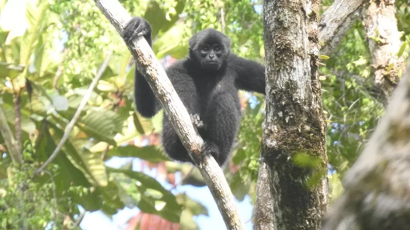Populasi Bilo atau Klos Gibbon (Hylobates klossii), primata yang hanya ditemukan di Mentawai, diperkirakan telah menyusut 42 persen dalam dua dekade terakhir. (Foto: YCMM)