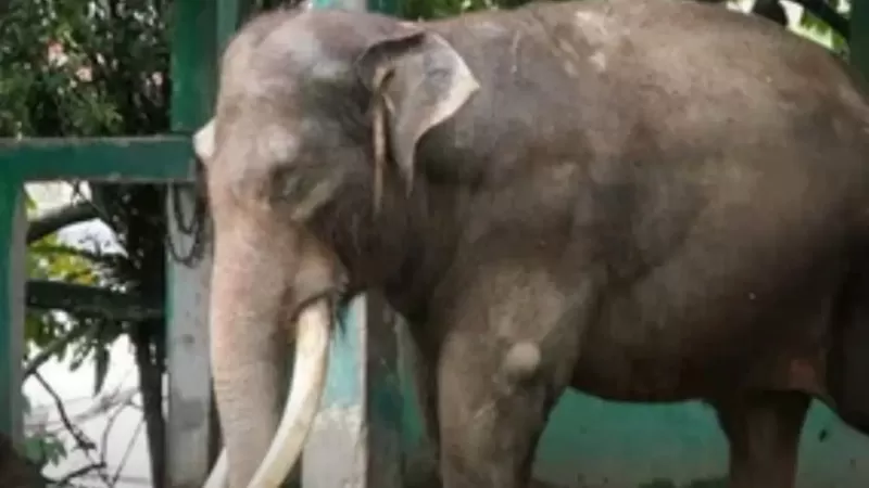 Gajah Zidan yang menjadi penghuni Taman Marga Satwa Budaya Kinantan (TMSBK) Kota Bukittinggi harus menjalani perawatan dan pengawasan secara intensif setelah menunjukkan perubahan perilaku sejak 2022. (Foto: Pemko Bukittinggi)