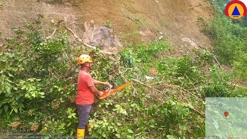 Badan Penanggulangan Bencana Daerah (BPBD) Kabupaten Agam, Sumatera Barat, menebang tiga pohon yang berisiko tumbang di Jorong II Balai Ahad, Nagari Lubuk Basung, Kecamatan Lubuk Basung, Senin (19/10/2026) sore.  (Foto: Pemkab Agam)