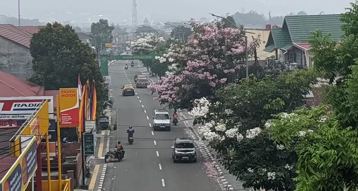  Jalan Soekarno Hatta di Kota Padang Panjang, Sumatera Barat, menghadirkan pemandangan berbeda saat bunga Tabebuya bermekaran mirip Jepang dan Korea Selatan. (Foto: Pemko Padang Panjang)