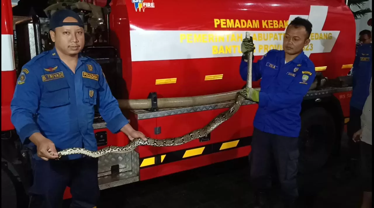 Ular Sanca Batik yang Dievakuasi Petugas Damkar di Jatihurip