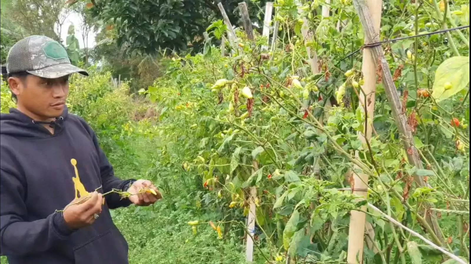 Petani Cabai di Sukawangi Pamulihan Sumedang 