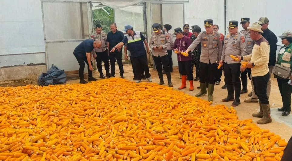 Dukung Ketahanan Pangan Nasional, Polres Sumedang Gelar Panen Jagung di Margalaksana (Foto : Istimewa) 
