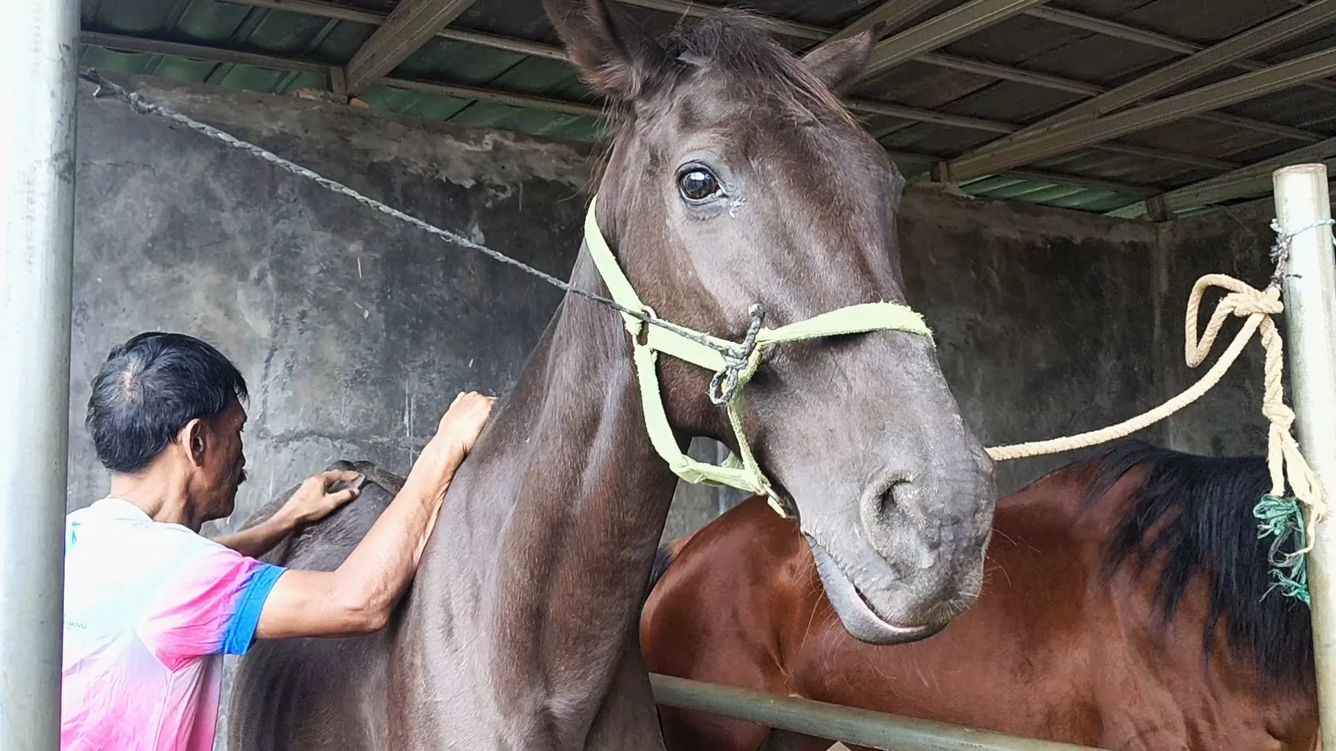 Potret Roskam Kuda oleh Mang Badud, di Graha Alam Stable, pada Senin (19/01/2026)