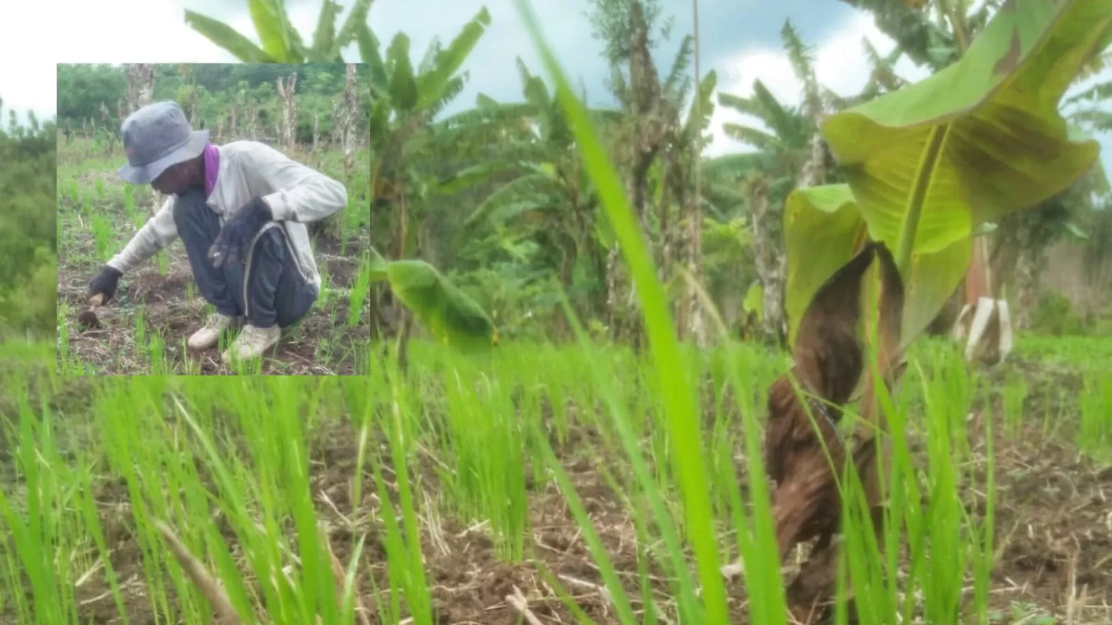 Penanganan pohon tumbang di depan Makodim 0610 sumedang