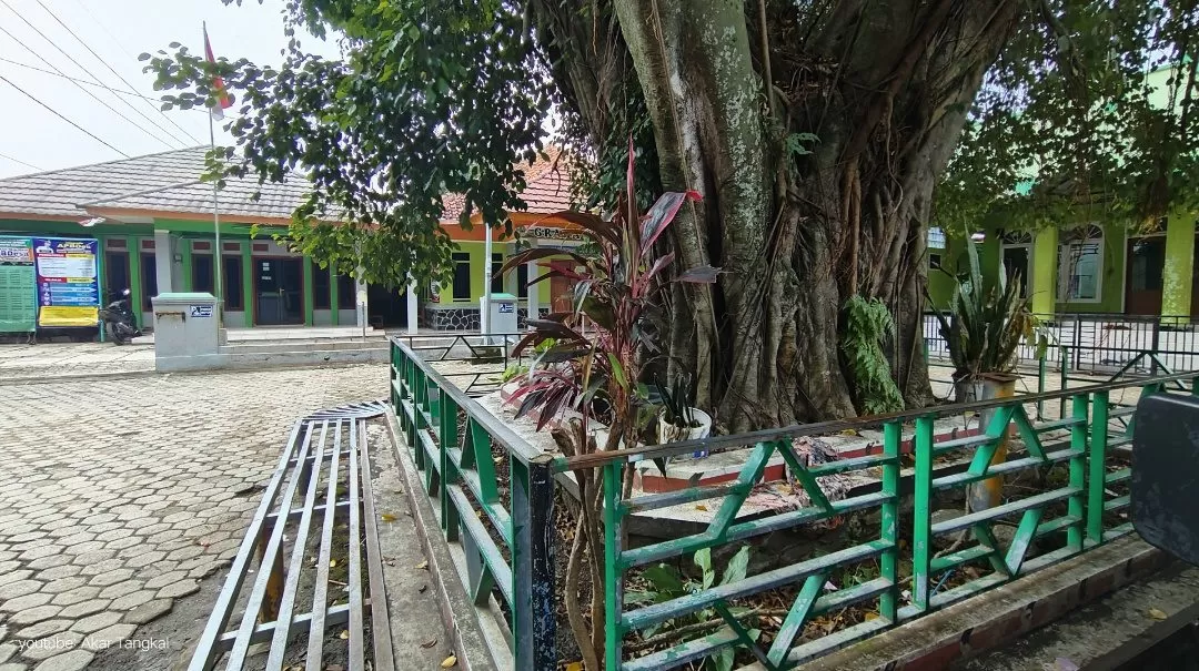 Potret Pohon Bringin tempat dikuburkanya kepala kerbau dalam ritual ngarot, Rabu (11/02/2026). - G'Jodt