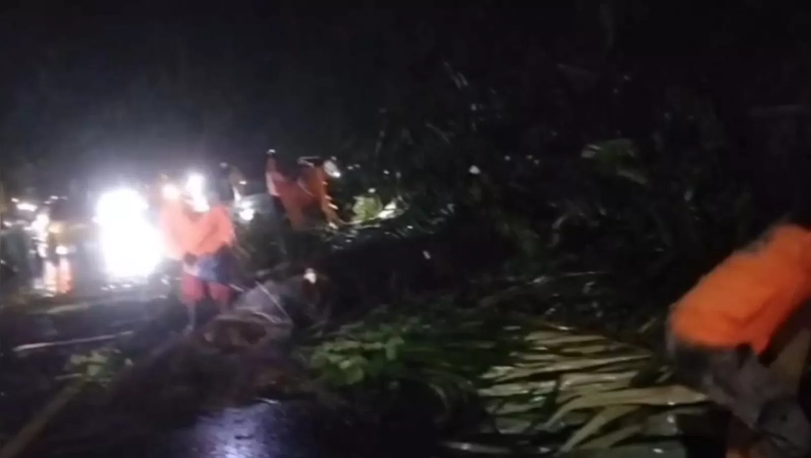Pohon Aren Tumbang di Cadas Pangeran, Timpa Pemotor