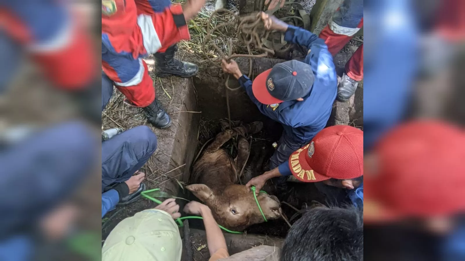 Tim Damkar Gabungan Tanjungsari dan Cicalengka Berjibaku Evakuasi Sapi yang Terperosok di Cimanggung Sumedang 