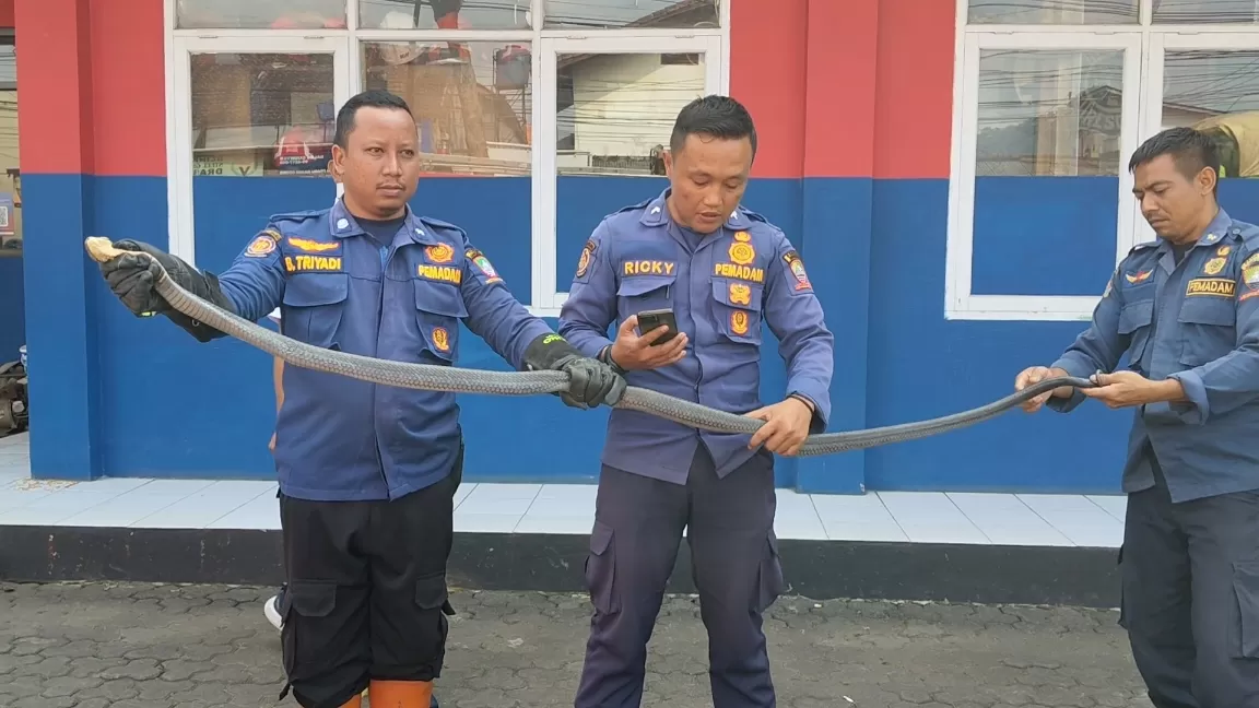 Petugas damkar berhasil mengamankan seekor ular king cobra sepanjang 4 meter. (foto-dedis)