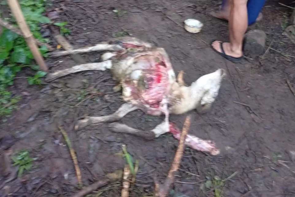 Kondisi domba warga yang menjadi korban keganasan anjing liar. (Foto : Istimewa)