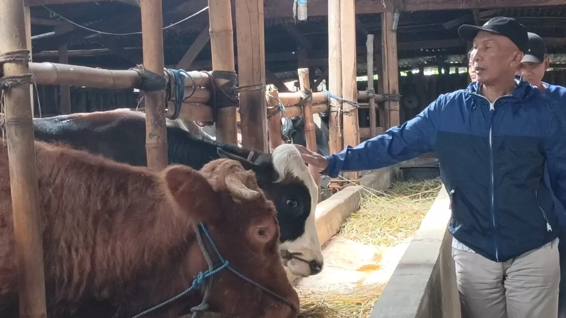Panitia kurban Pak Rt Uyu, sedang melihat-lihat sapi di Tanjungsari, Sumedang. (foto:dedis)