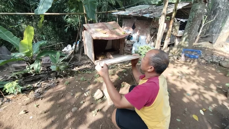 Tata, peternak unggas sekaligus budidaya madu, sedang merawat sarang madu. (foto : dedis)