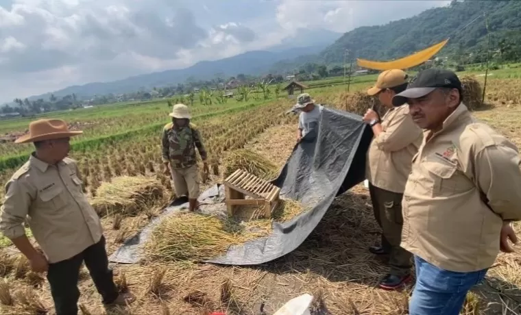 Panen Tabela KSP, Branding Beas Pare Anyar di Tanjungkerta oleh DPC HKTI Sumedang (Foto : Istimewa) 