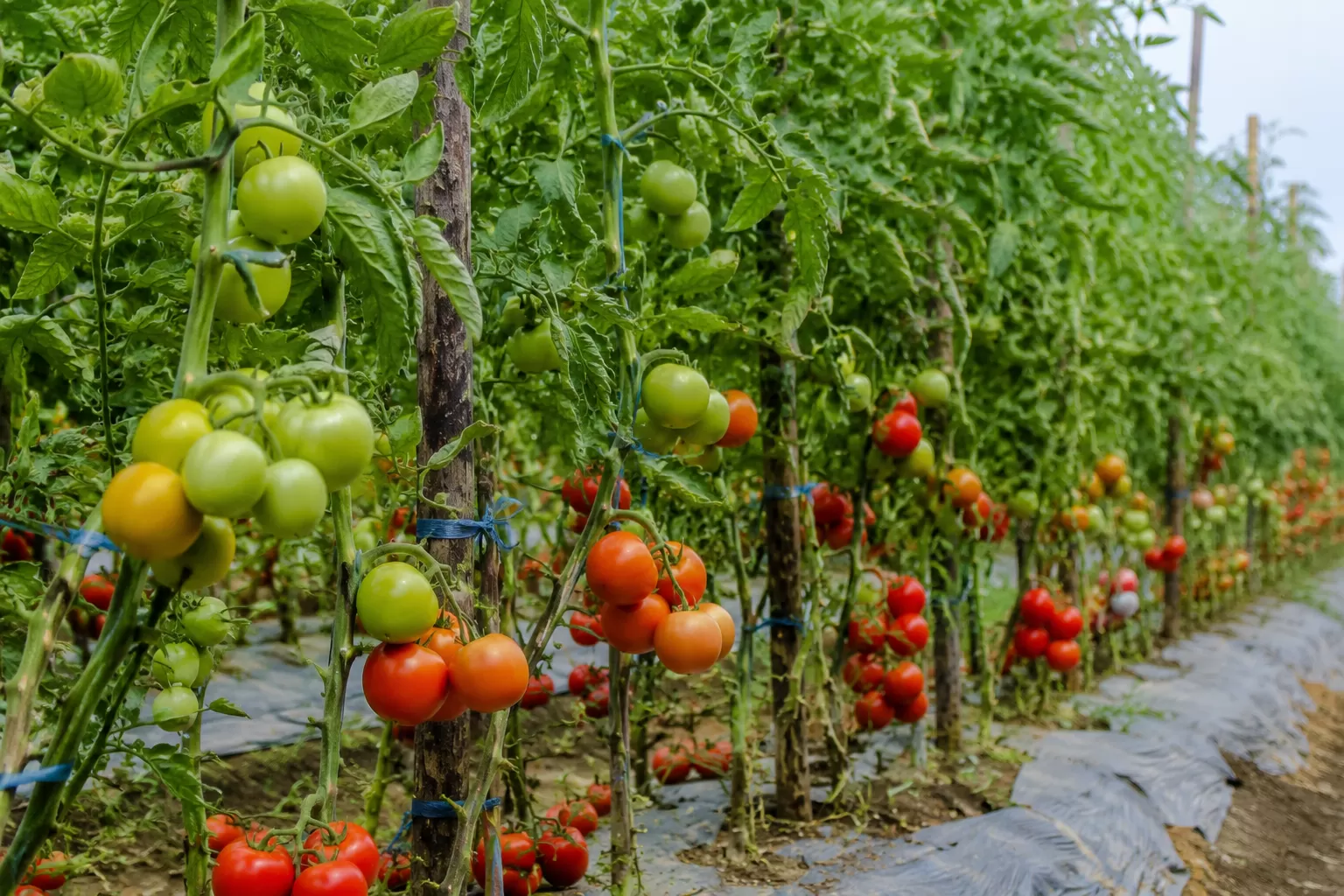 Kebun Tomat (Foto : Ilustrasi) 