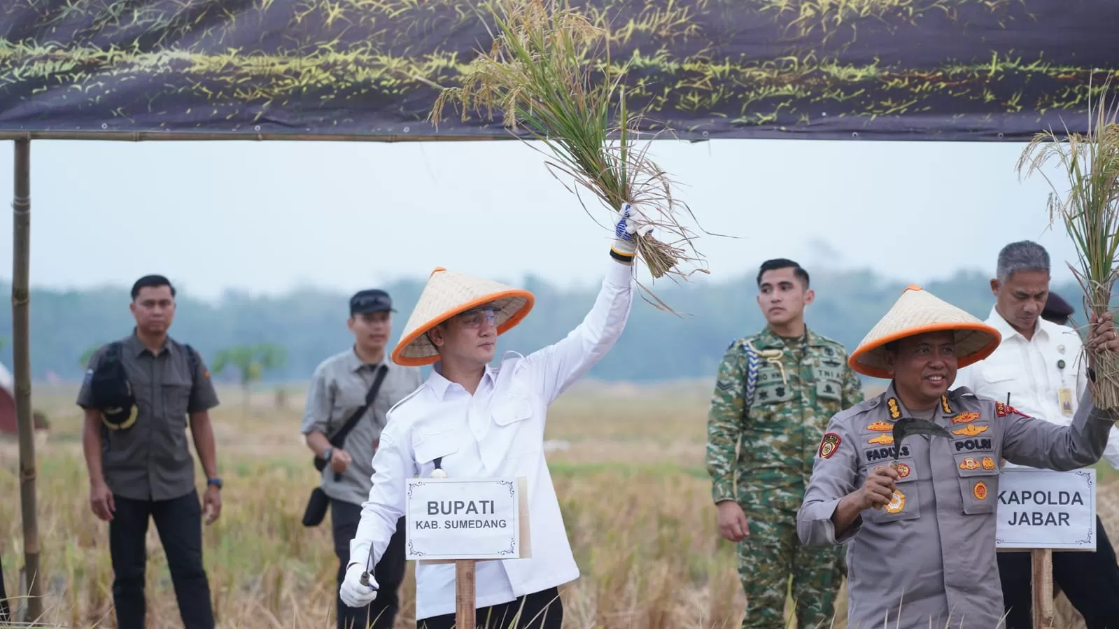 Wakil Bupati Sumedang sedang mengangkat hasil panen padi pada Jum'at (17/07/2026). (Foto: Istimewa) 