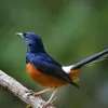 Tips Penting Perawatan Burung Murai Batu untuk Pemula