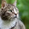 MPLS: Buah Mata Kucing OSPEK Artinya? Ketahui Arti dan Jawaban Teka-teki atau Tebak-Tebakan MPLS MOS 2023