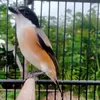 Pilihan Pakan yang Cocok untuk Membuat Burung Cendet Cepat Gacor