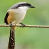 Solusi Jitu Cara Mengatasi Burung Cendet yang Macet atau Malas Bunyi