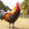 Rahasia Ayam Berkokok Tengah Malam Menurut Primbon Jawa, Pertanda Akan Terjadinya Sesuatu?