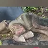 Seekor Gajah Sumatera 'Eropa' Mati Terserang Virus EEHV Usai Mendapat Perawatan Intensif 